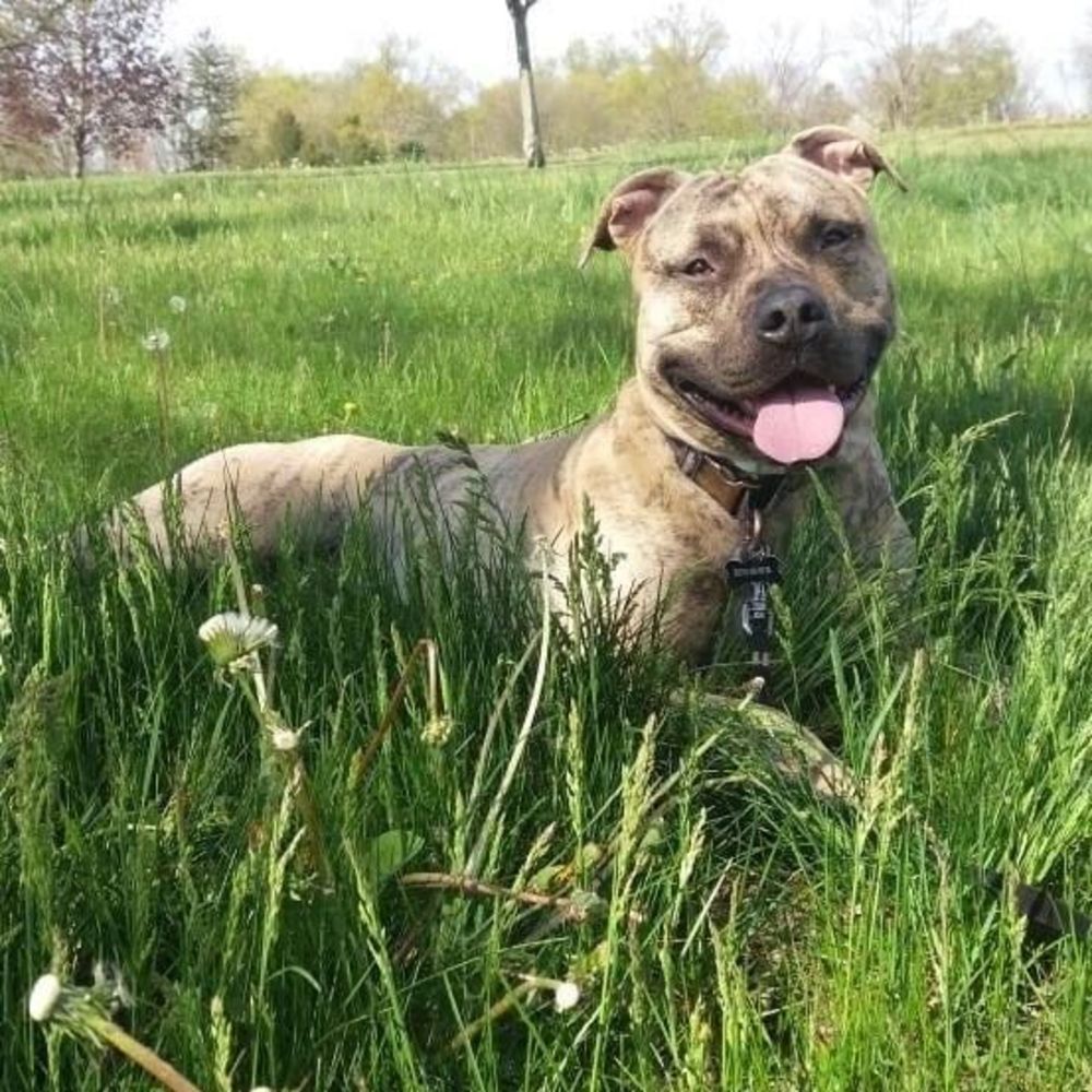 Meet your Posher, Annaleas